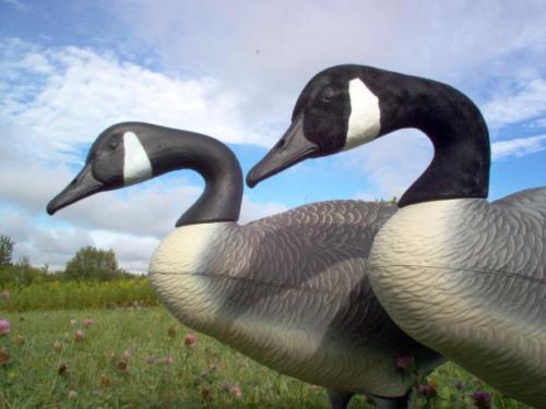 Canada Goose Decoy Flocking Kit Medium 50 Decoy Heads